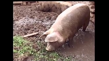 Very fat mature whore gets fucked at the pig place